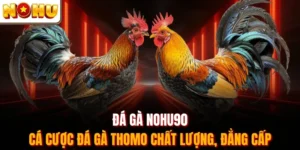 Đá Gà Nohu90 - Cá Cược Đá Gà Thomo Chất Lượng, Đẳng Cấp